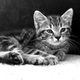Illustration for article titled Shooting Challenge Pets Gallery 2